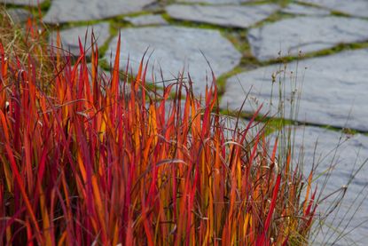 Brightly Colored Japanese Blood Grass