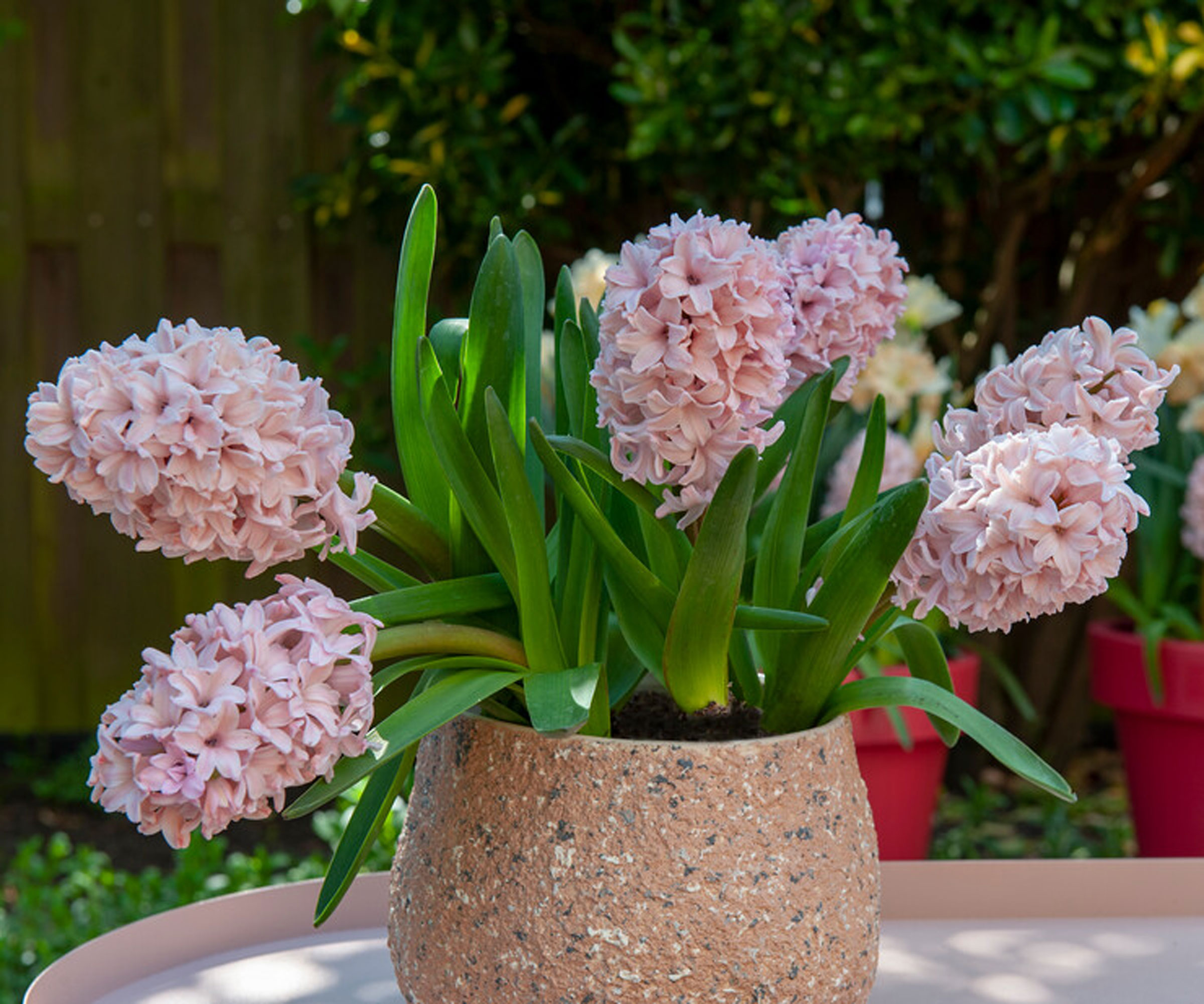 Hyacinth &#039;Pink Pearl&#039; plants in container on table in garden