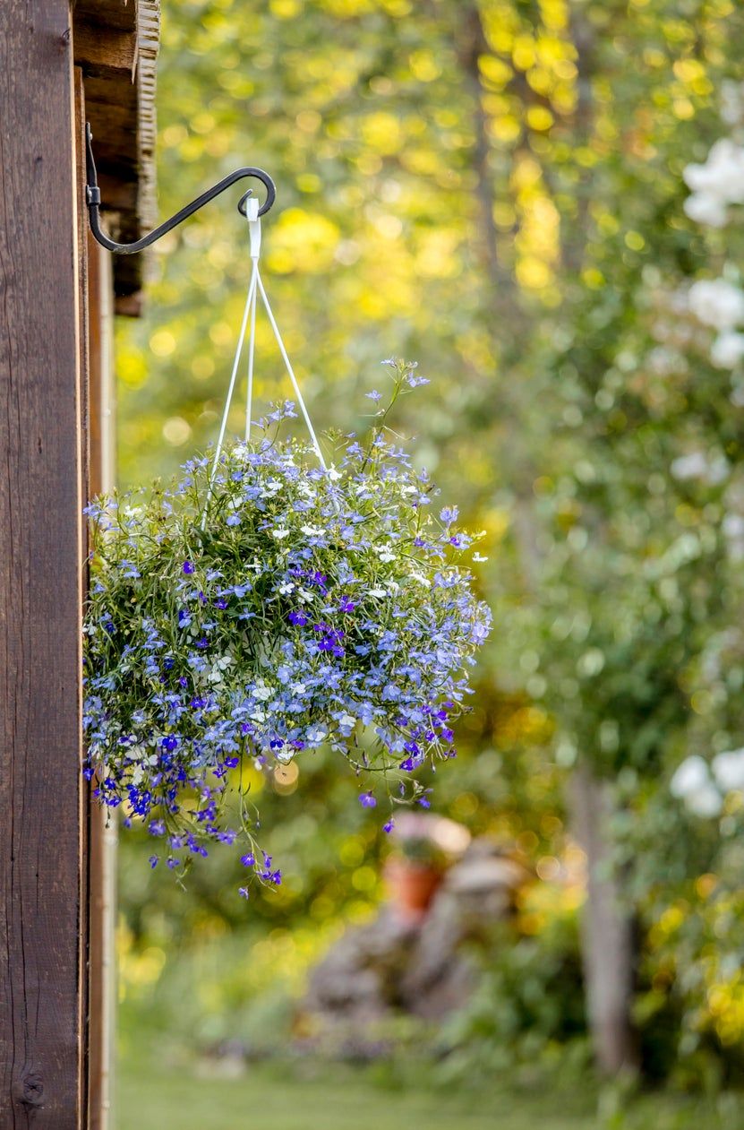 Guide To Hanging Plant Hooks – Learn About Different Ways To