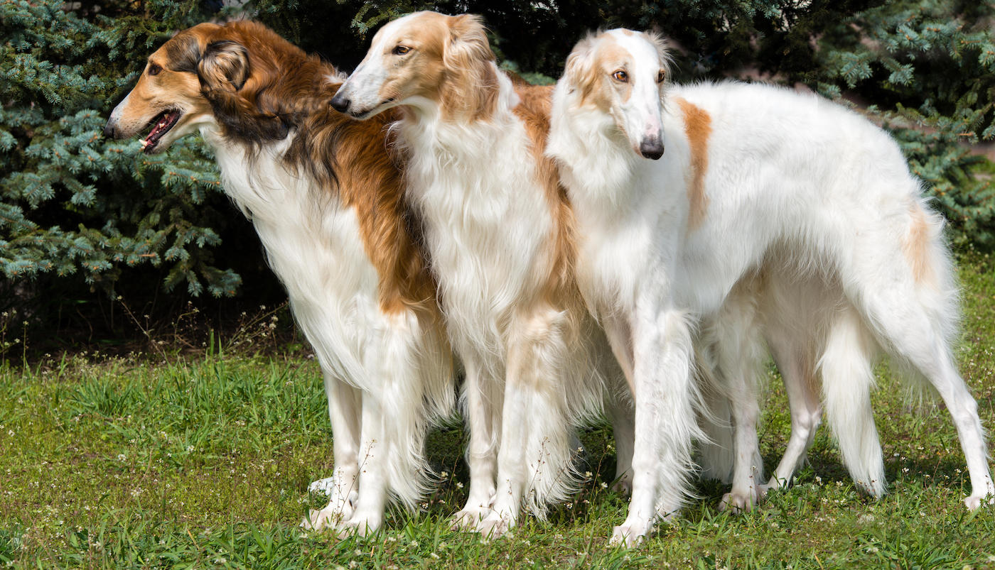 Borzoi hound dog breed
