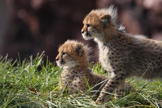 Two cheetah cubs in the long grass.