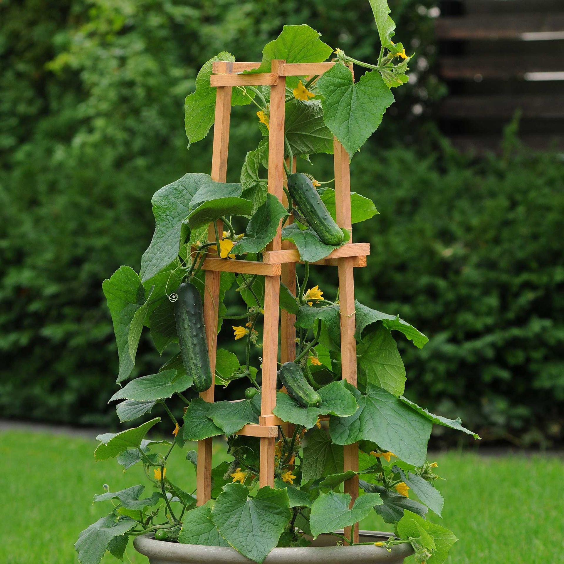 Cucumber Seeds - Patio Snacker