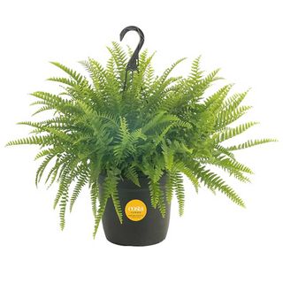 Live Boston fern from Costa Farms in hanging planter on white background