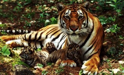 The number of tigers has reportedly dropped 97 percent in the past century.