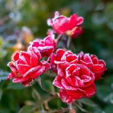 Roses in frost