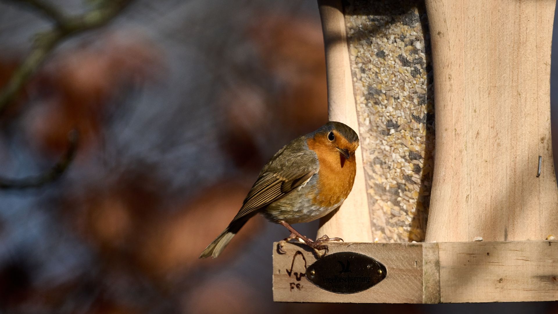 picture of robin perched on a feeder filled with seeds