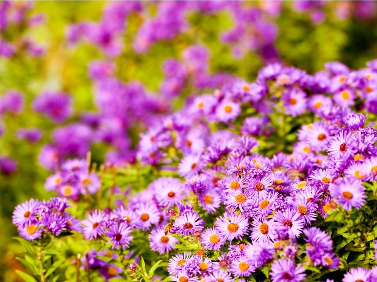 northeast-perennials-that-are-easy-to-grow-gardening-know-how