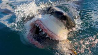 Shark Week 'Air Jaws: Final Frontier'