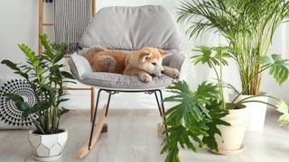 A dog on a chair surrounded by houseplants