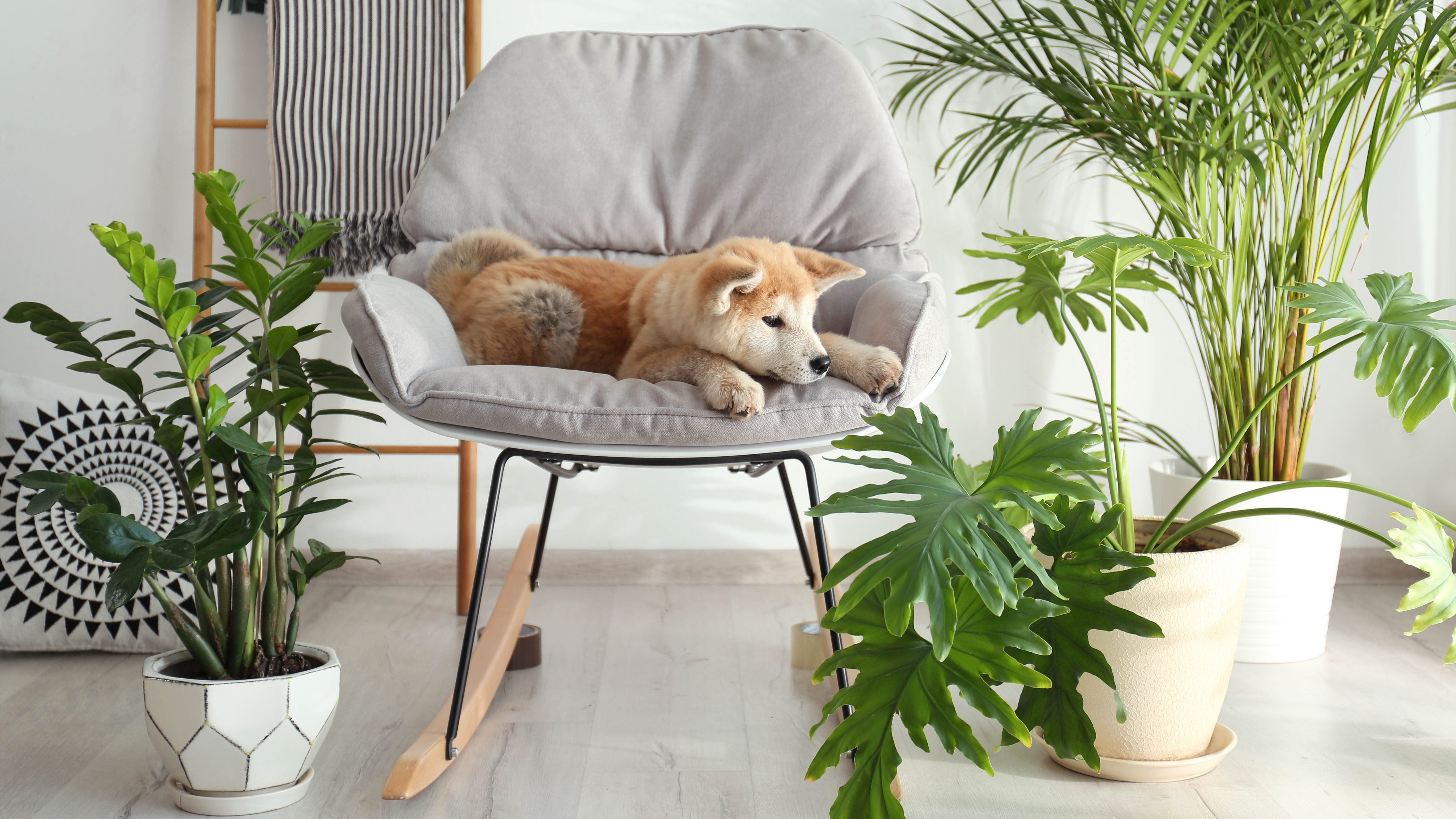 Um cachorro em uma cadeira cercada por plantas de casa
