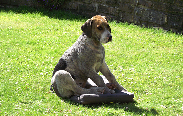 A very dirty and smelly South Tetcott Devon enjoys a moment on a stolen cushion during his earlier years. Photo credit Amanda Friend