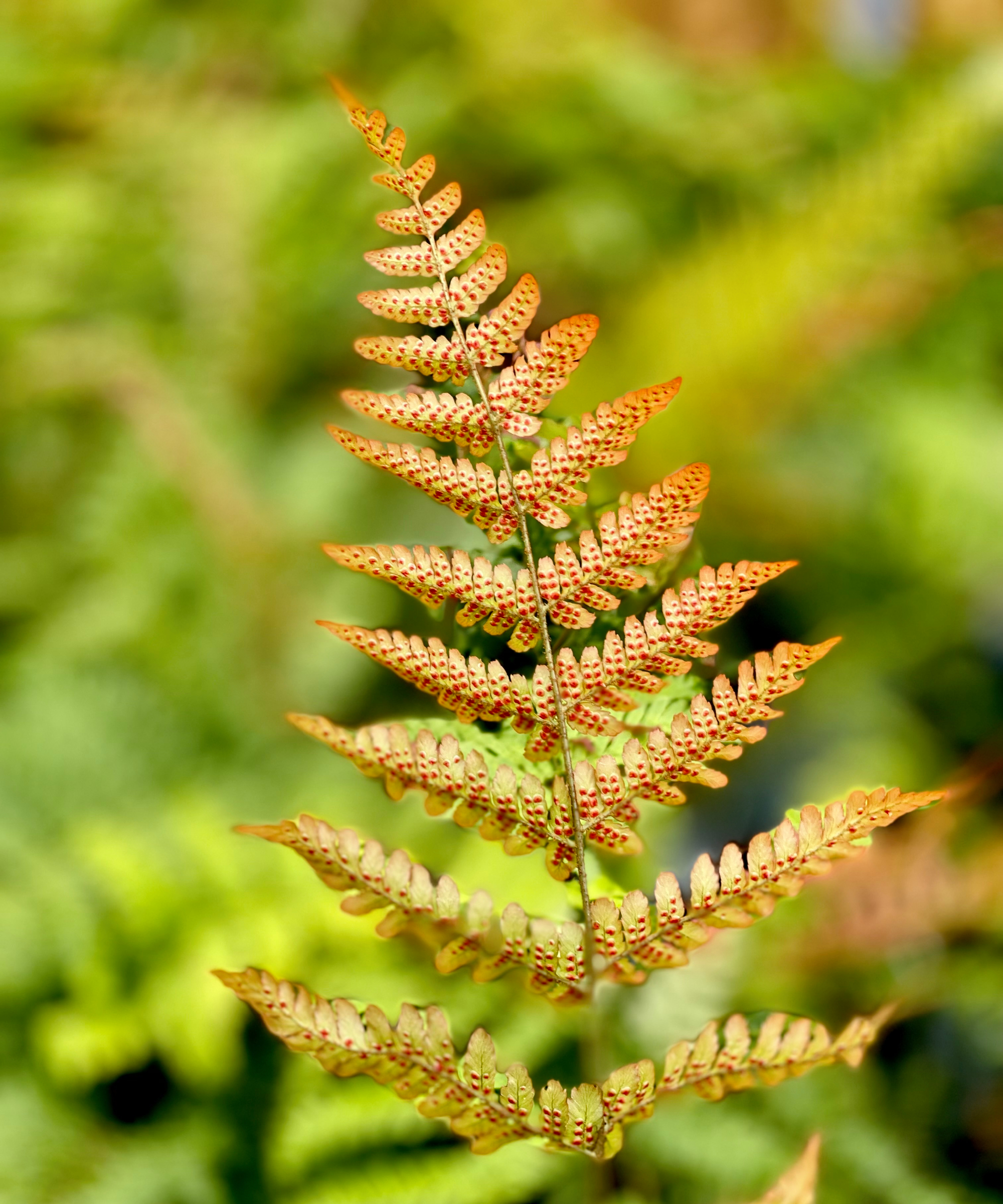 Closeup of autumn fern