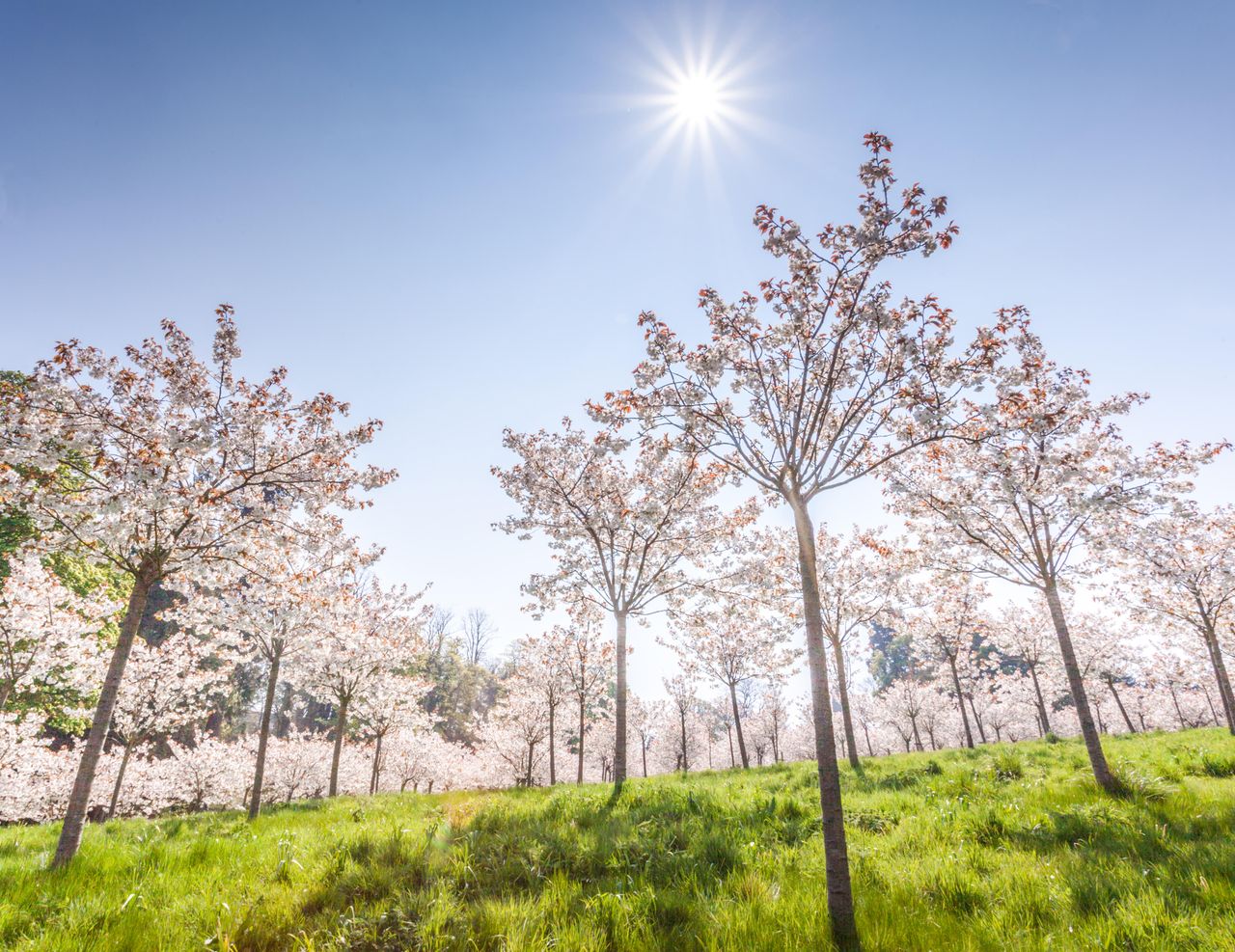 White cherry blossom trees in the orchard at Alnwick Garden, Northumberland.