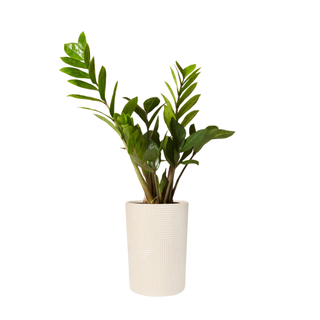 ZZ plant 