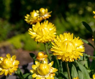 Yellow strawflowers blooming in a sunny garden border