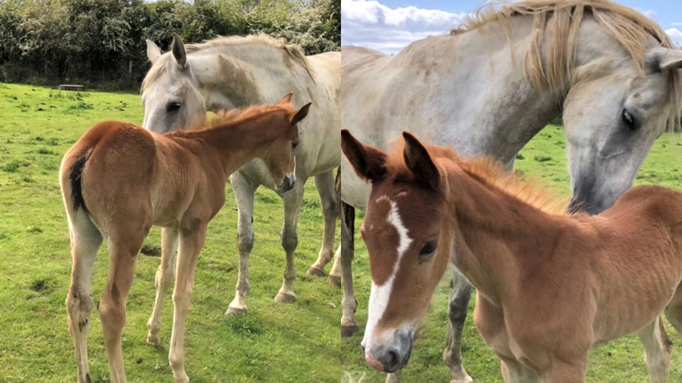 no-tail-foaly.jpg