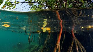 An underwater picture of mangrove roots in a tropical wetland.