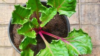 Beetroot grown in a pot