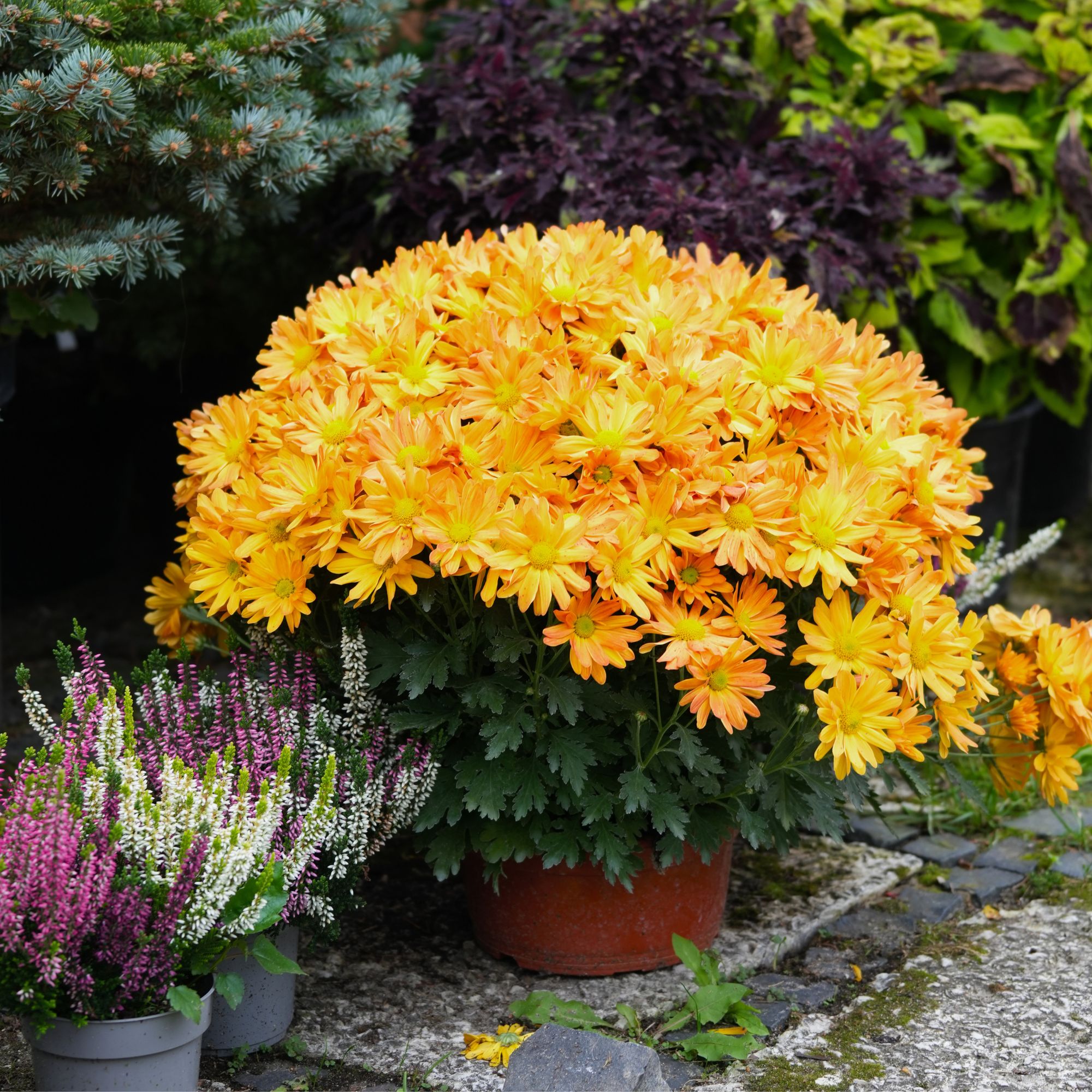 autumn planter with chrysanthemums
