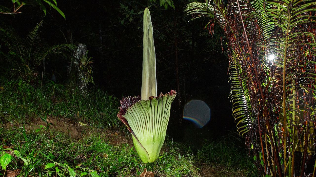 a corpse flower blooms at night in the forest