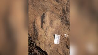 Dinosaur footprint in the Clarens Formation near the South Africa-Lesotho border.