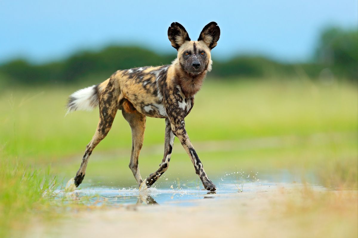 what is the difference between hyenas and wild dogs