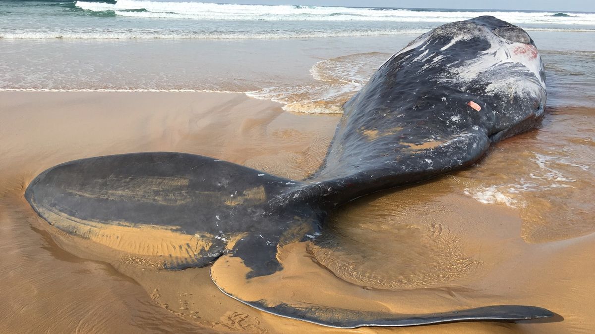 Beach whale in Australia shows scars from a dispute with a giant squid