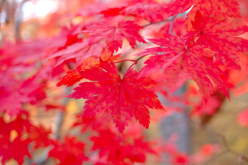 Image Gallery: A Rainbow of Fall Leaves | Live Science