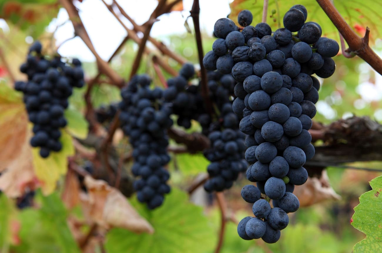 Bordeaux new wine grapes