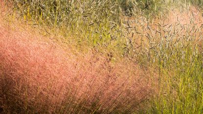 Golden and red grasses in the fall months, with Pink Muhly Grass, Hair Grass, Muhlenbergia capillaris, Mosquito Grass, Bouteloua gracilis, Meadow