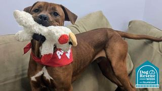 A Lifeline rescue dog looking very happy with a dog toy