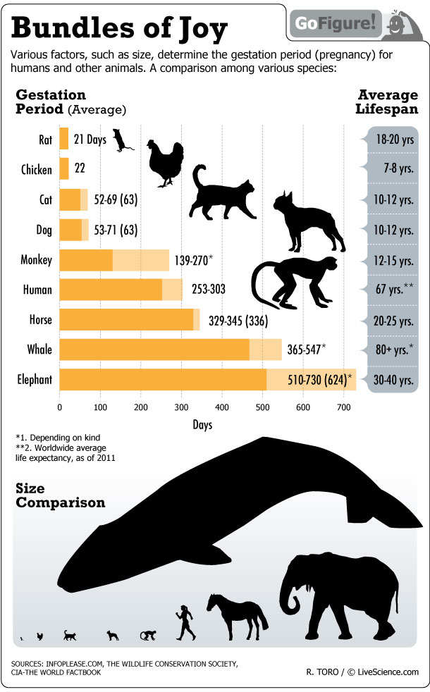 For How Long Are Animals Pregnant? (Infographic) | Live Science