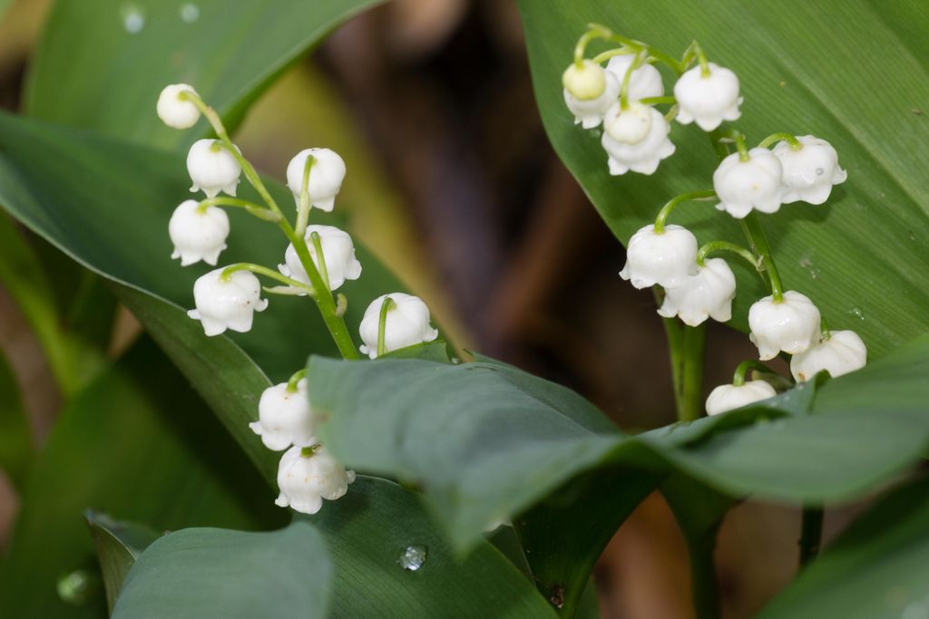 Poisonous plants: 10 toxic plants to avoid in your backyard | Homes ...