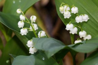 Lily of the valley, poisonous plant