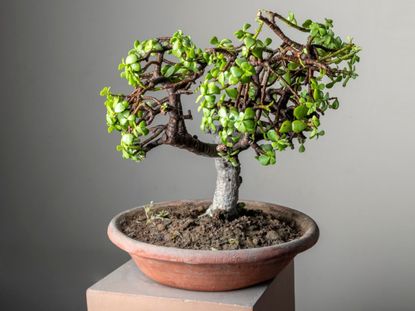 5 Bonsai Trees You Can Grow at Home