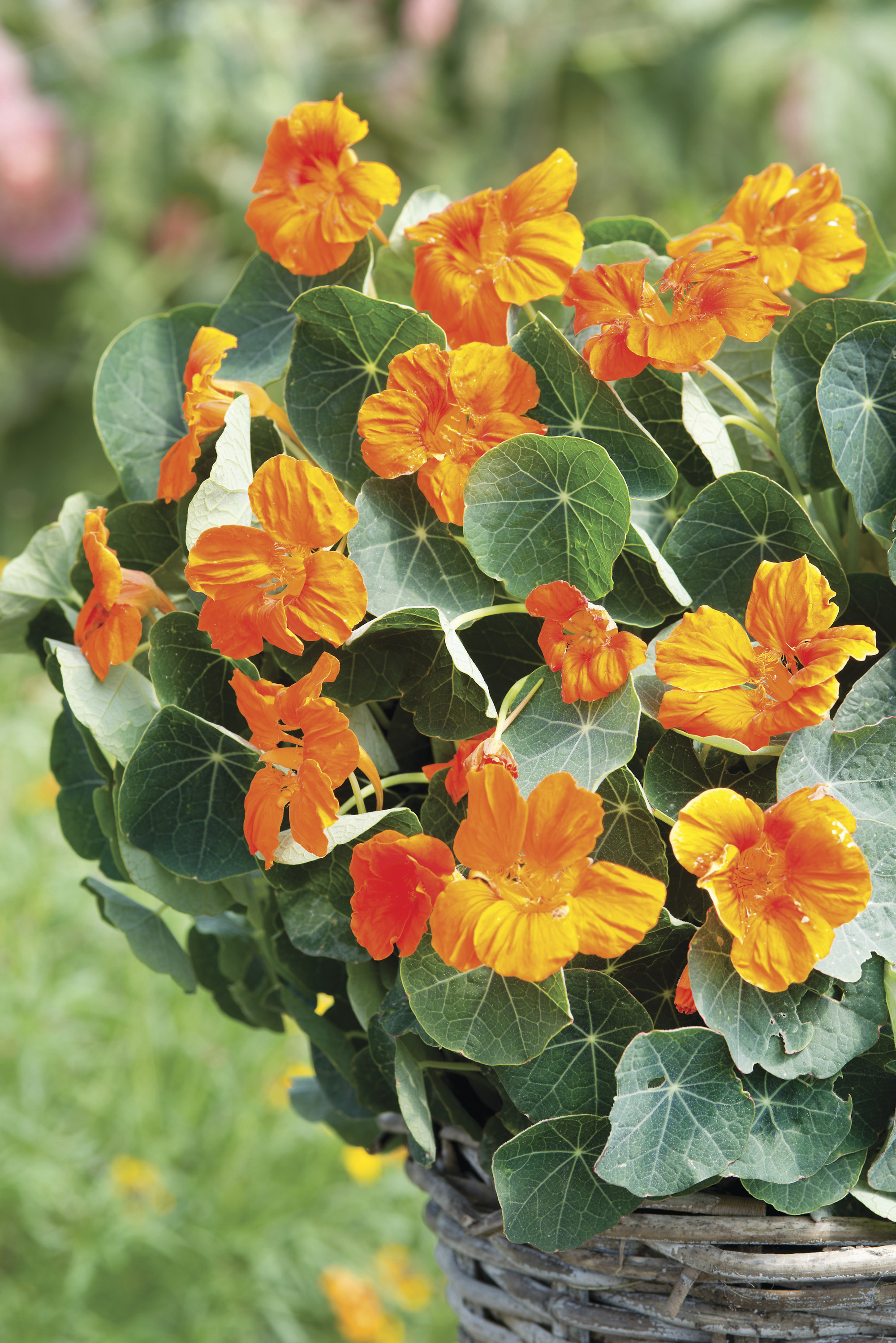 5 flower seeds to sow in June get planting for stunning summer blooms