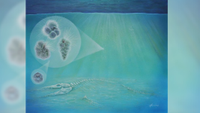 A blue-tinted illustration of the skeleton of a dead sea animal underwater and some magnified plankton above it. 