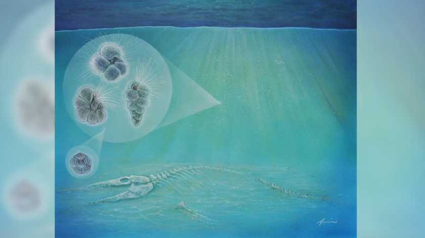 A blue-tinted illustration of the skeleton of a dead sea animal underwater and some magnified plankton above it. 