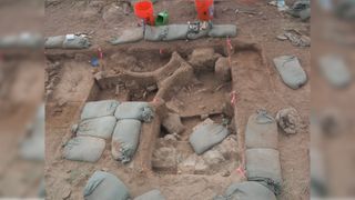 The excavation site in new Mexico, known as the Hartley mammoth locality, with a partial mammoth's skull lying on top of a pile of bones.