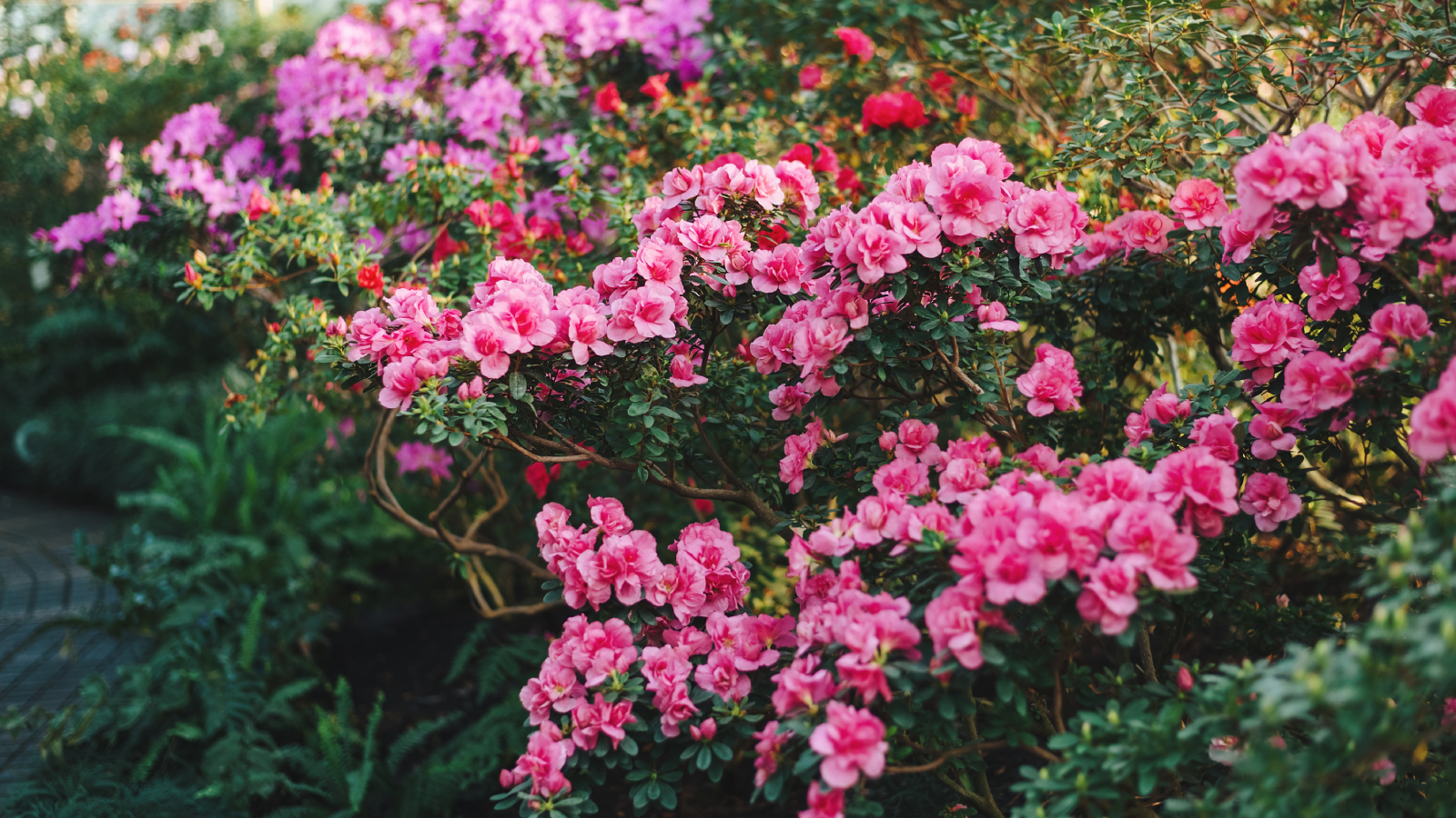 Variety of azaleas in a garden