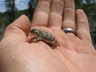 horned lizard