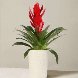 The Sill bromeliad