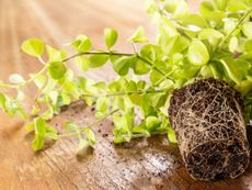 Close up of a peperomia plant and root ball lying on its side on a wooden surface