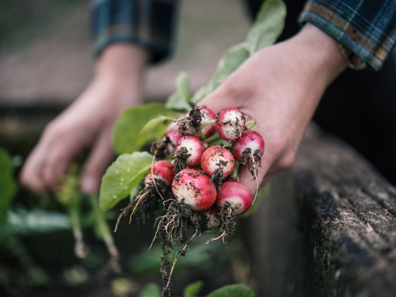 Hand Holding A Bundle Of Radishes From The Garden