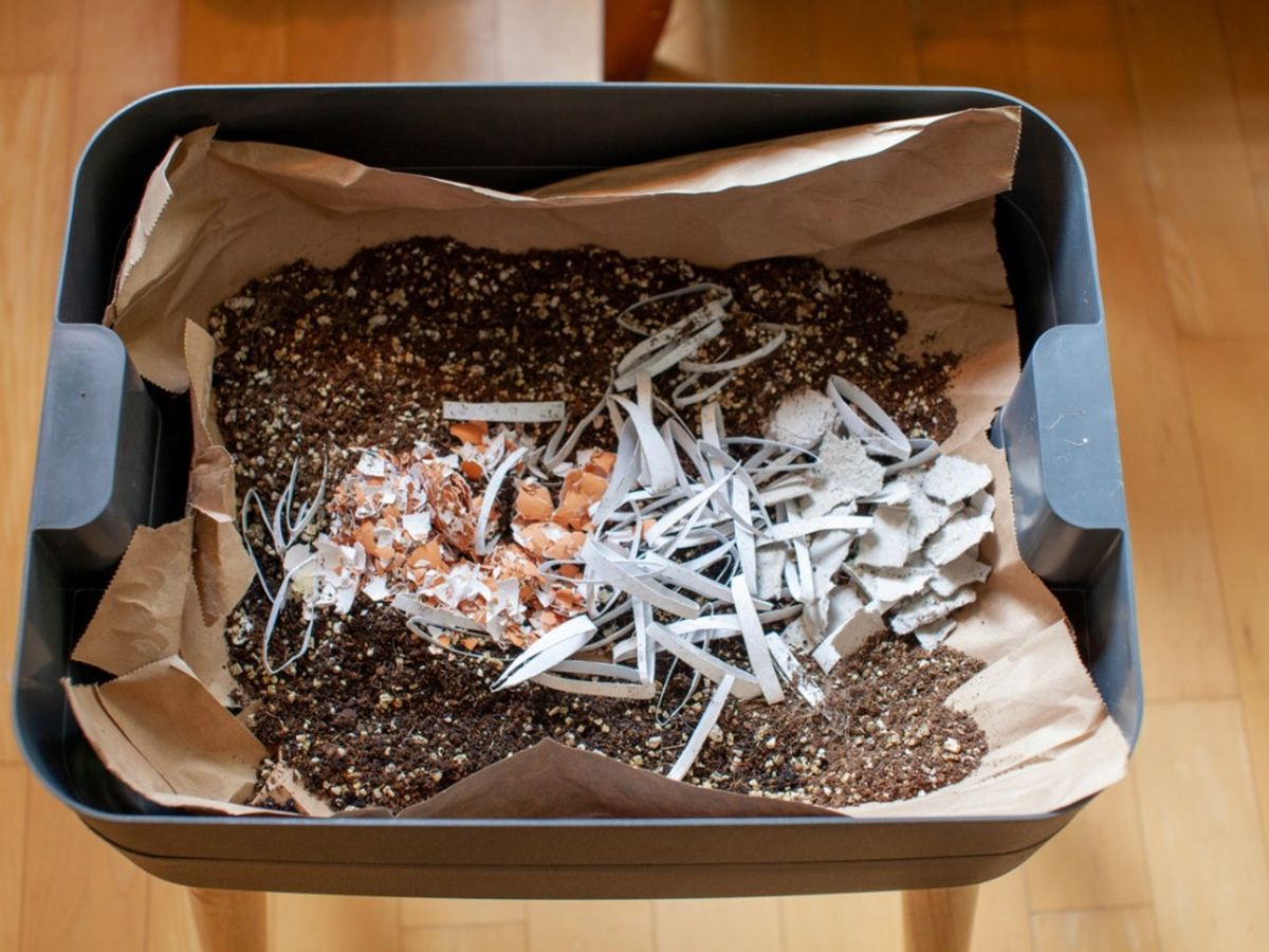 Help, My Worm Bin Smells Bad Reasons For Smelly