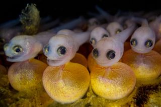 A clutch of small fish babies huddle together still attached to their yolks underneath them.