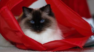 Cat hiding in tent