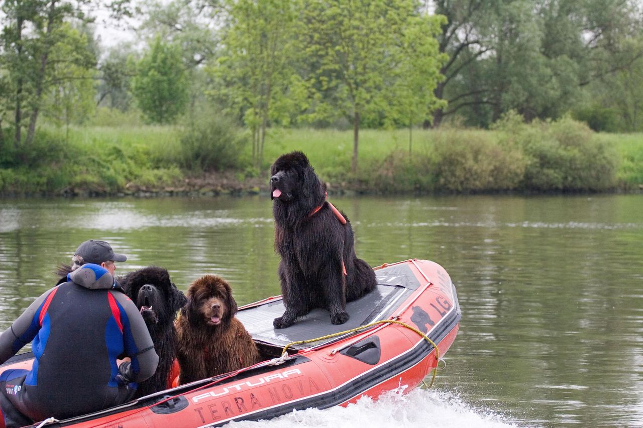 Three Newfoundlands sit aboard an inflatable rescue boat on a calm river as a handler steers.