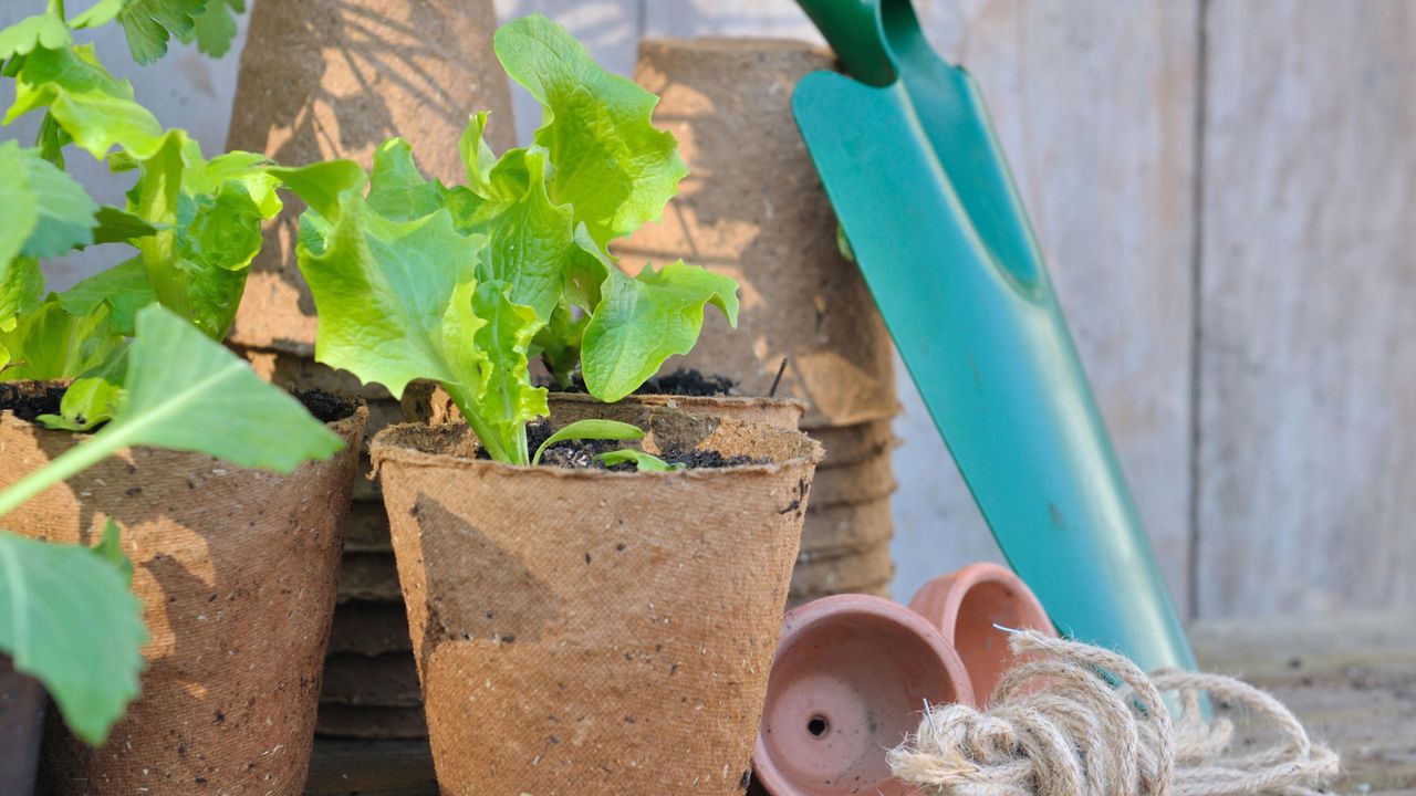 lettuce seedlings in biodegradable pots, with trowel and string ball