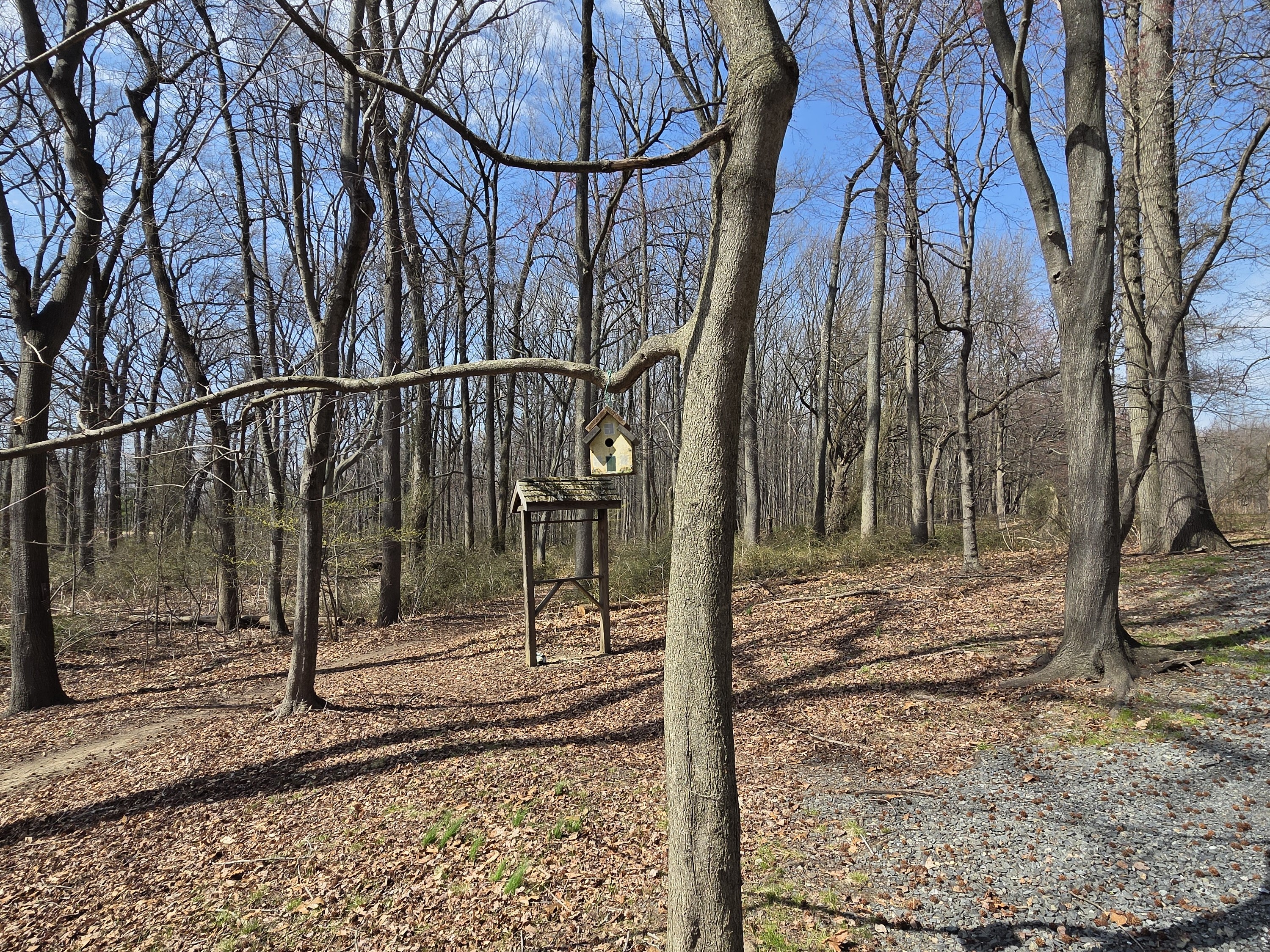 Samsung Galaxy S26 Plus Review Camera Samples